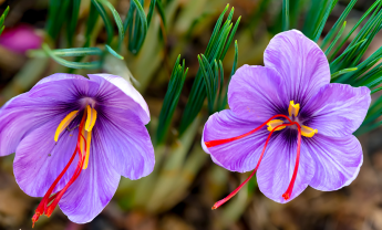 Saffron-crocus-bloom-stigmas-flower-saffron-spice